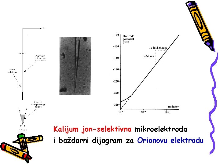 Kalijum jon-selektivna mikroelektroda i baždarni dijagram za Orionovu elektrodu 