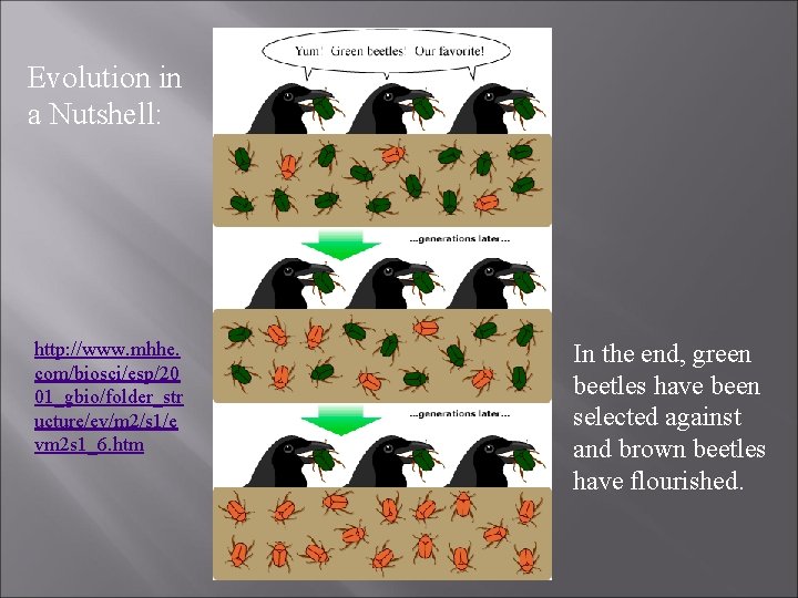 Evolution in a Nutshell: http: //www. mhhe. com/biosci/esp/20 01_gbio/folder_str ucture/ev/m 2/s 1/e vm 2