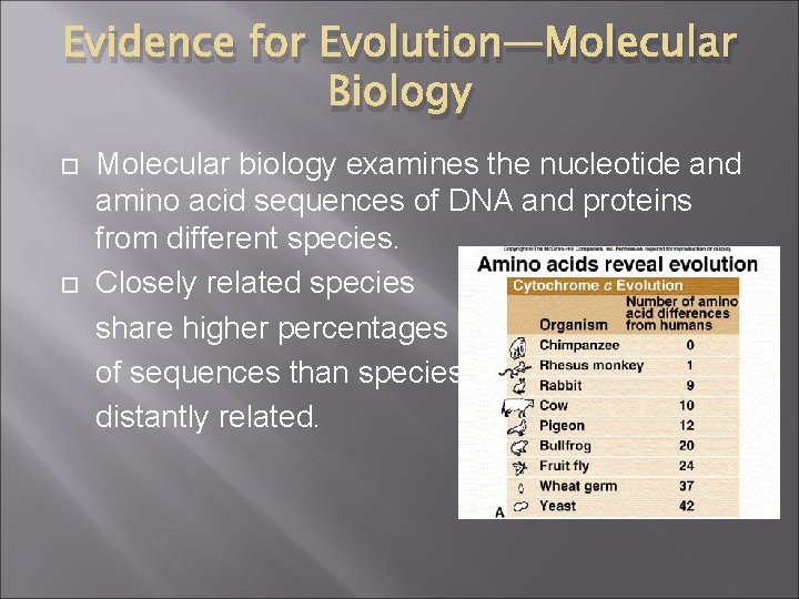 Evidence for Evolution—Molecular Biology Molecular biology examines the nucleotide and amino acid sequences of