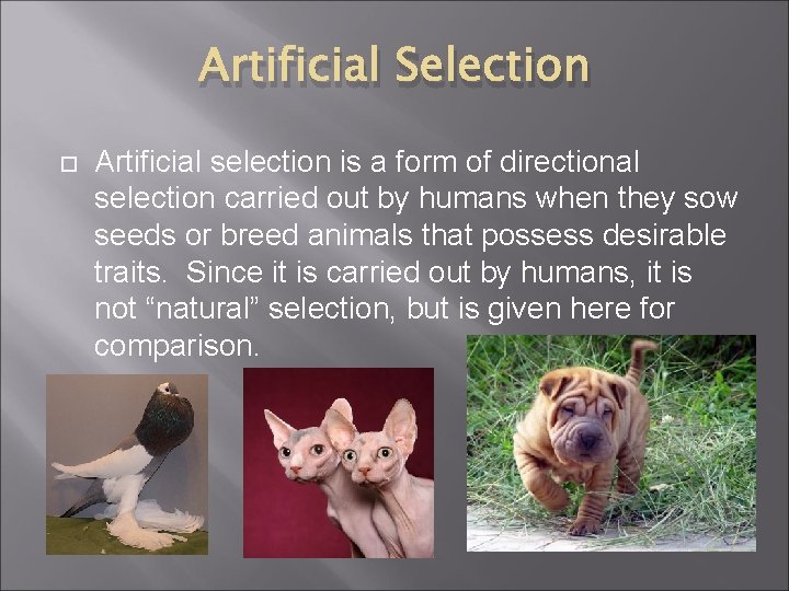 Artificial Selection Artificial selection is a form of directional selection carried out by humans