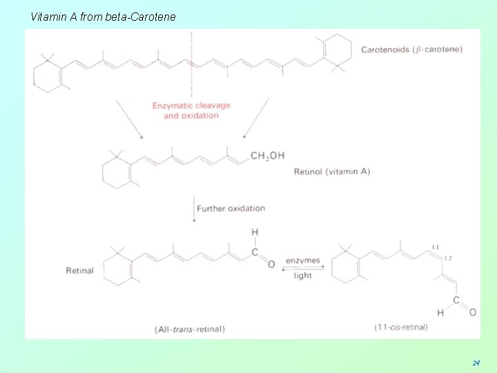 Vitamin A from beta-Carotene 24 