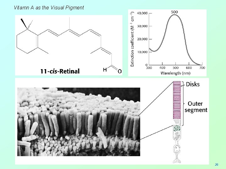 Vitamn A as the Visual Pigment 26 