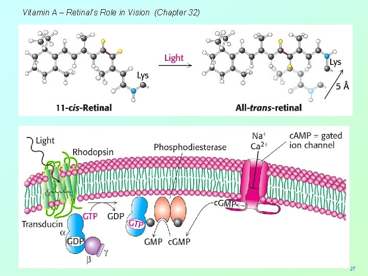 Vitamin A – Retinal’s Role in Vision (Chapter 32) 27 