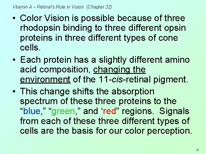 Vitamin A – Retinal’s Role in Vision (Chapter 32) • Color Vision is possible