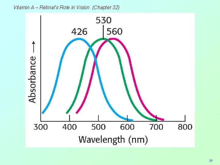 Vitamin A – Retinal’s Role in Vision (Chapter 32) 29 