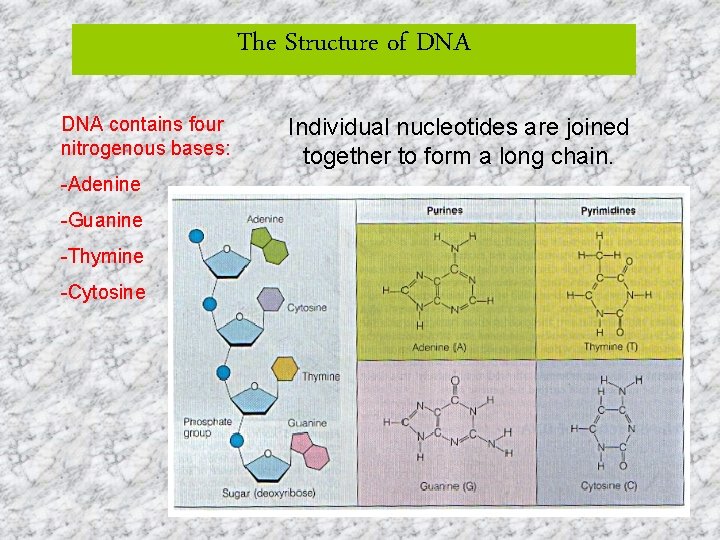 The Structure of DNA contains four nitrogenous bases: -Adenine -Guanine -Thymine -Cytosine Individual nucleotides