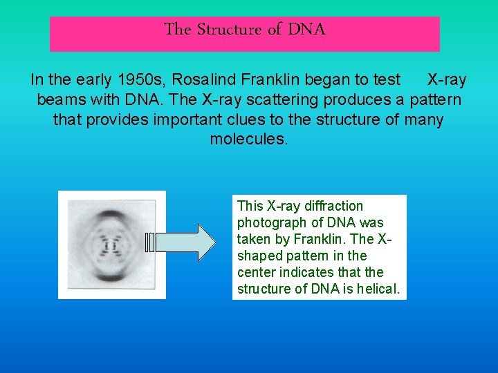 The Structure of DNA In the early 1950 s, Rosalind Franklin began to test