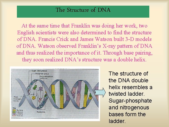 The Structure of DNA At the same time that Franklin was doing her work,