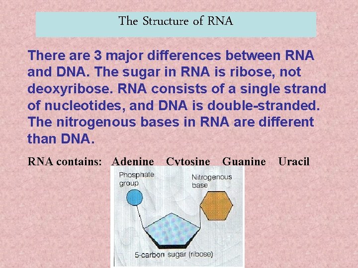 The Structure of RNA There are 3 major differences between RNA and DNA. The