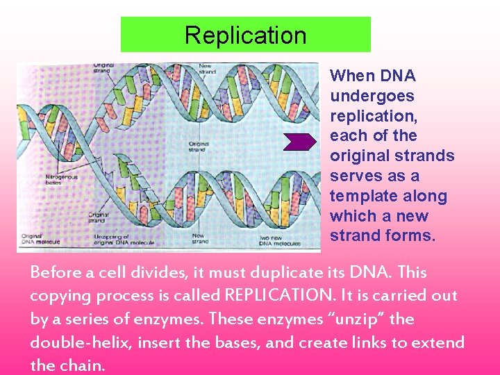 Replication When DNA undergoes replication, each of the original strands serves as a template