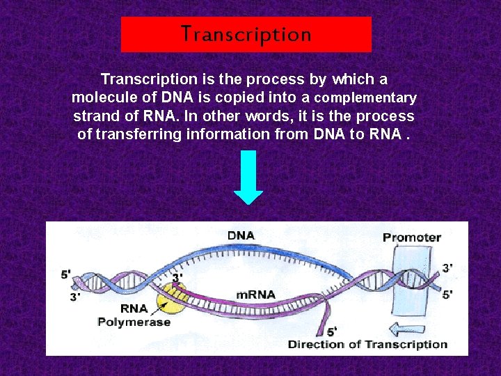 Transcription is the process by which a molecule of DNA is copied into a