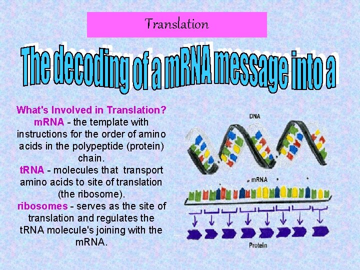 Translation What's Involved in Translation? m. RNA - the template with instructions for the
