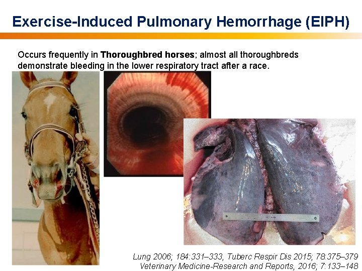Exercise-Induced Pulmonary Hemorrhage (EIPH) Occurs frequently in Thoroughbred horses; almost all thoroughbreds demonstrate bleeding