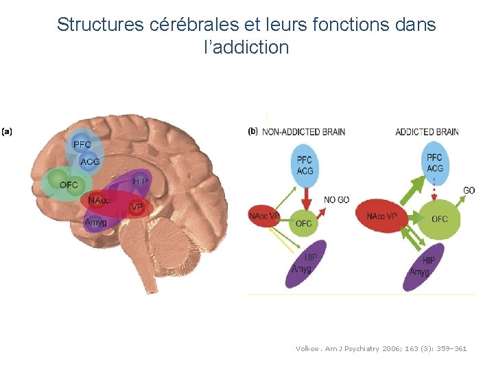 Structures cérébrales et leurs fonctions dans l’addiction Volkow. Am J Psychiatry 2006; 163 (3):