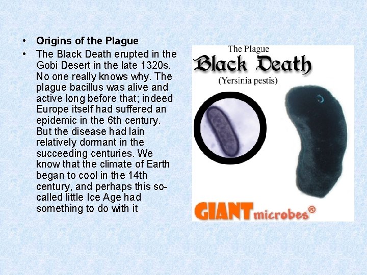  • Origins of the Plague • The Black Death erupted in the Gobi