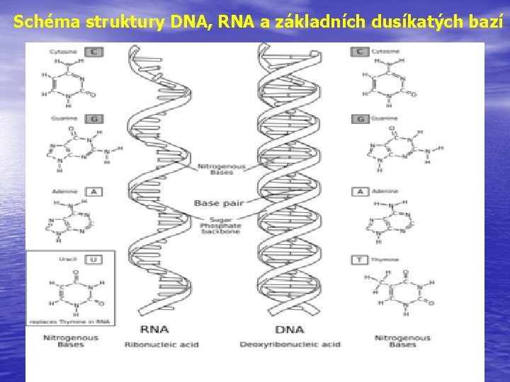 Schéma struktury DNA, RNA a základních dusíkatých bazí 