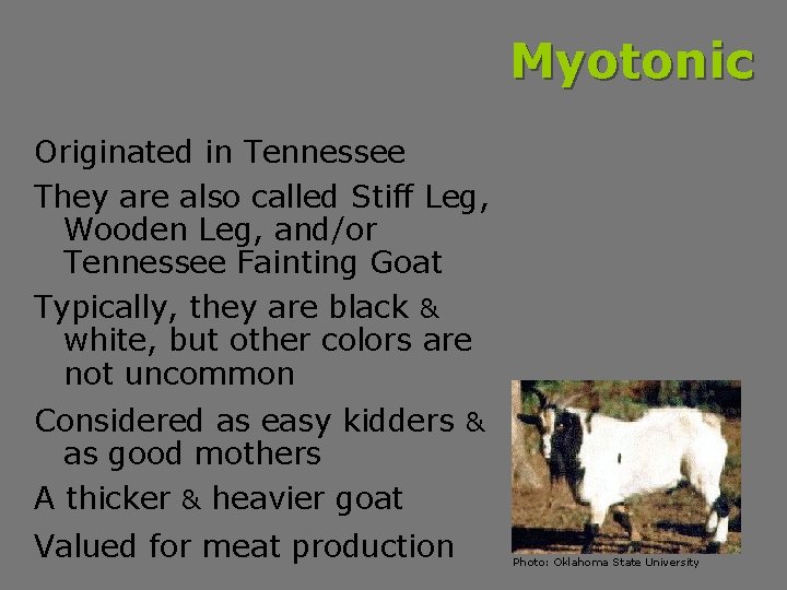 Myotonic Originated in Tennessee They are also called Stiff Leg, Wooden Leg, and/or Tennessee