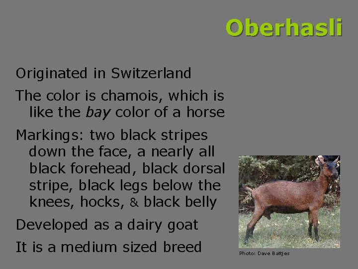Oberhasli Originated in Switzerland The color is chamois, which is like the bay color