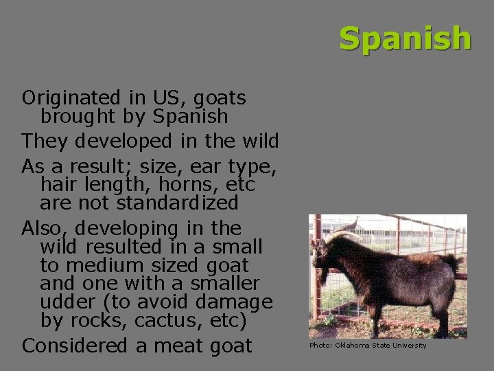 Spanish Originated in US, goats brought by Spanish They developed in the wild As