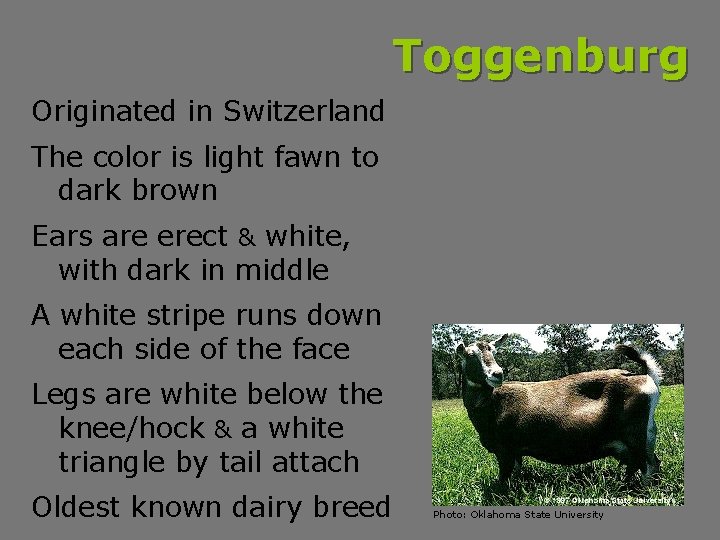 Toggenburg Originated in Switzerland The color is light fawn to dark brown Ears are