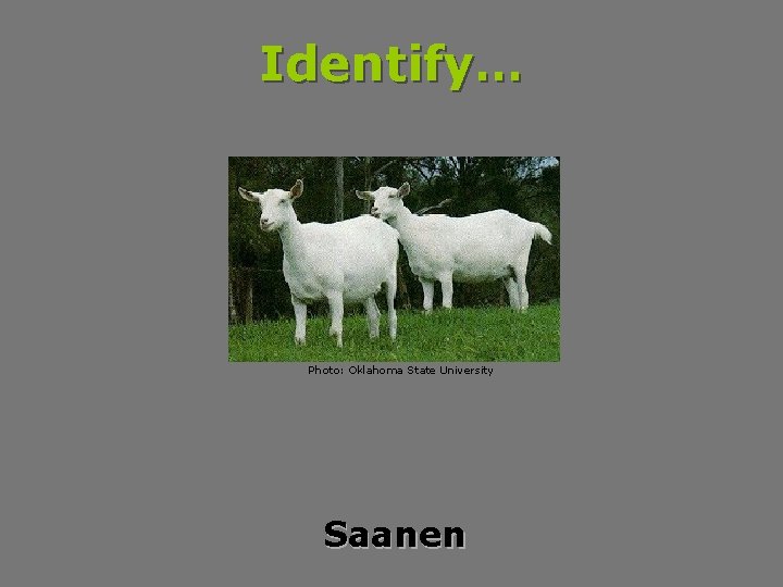 Identify… Photo: Oklahoma State University Saanen 