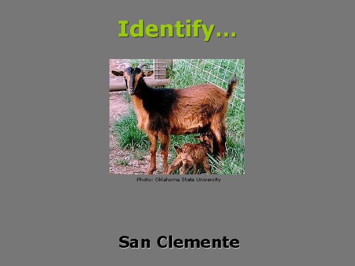 Identify… Photo: Oklahoma State University San Clemente 