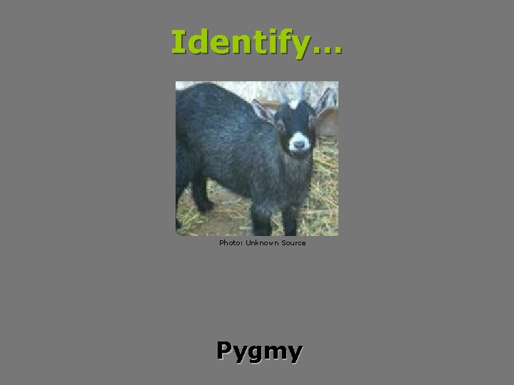 Identify… Photo: Unknown Source Pygmy 