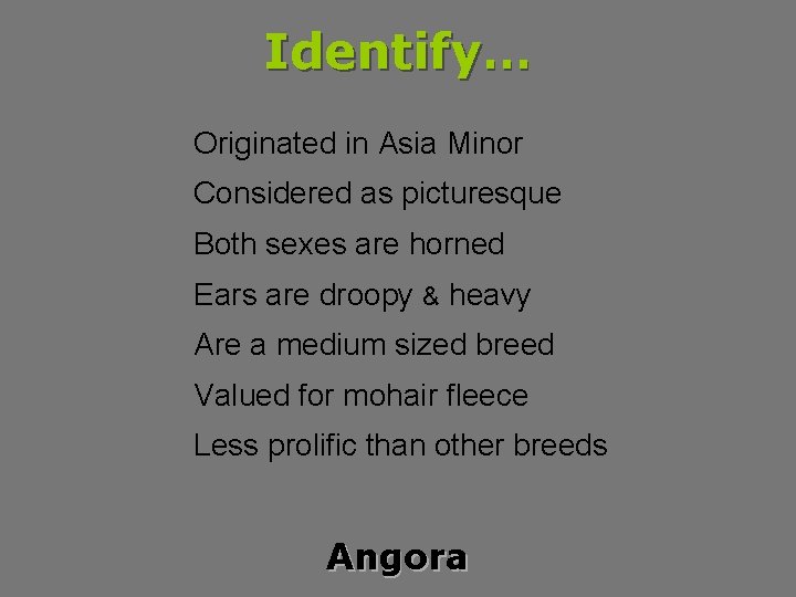 Identify… Originated in Asia Minor Considered as picturesque Both sexes are horned Ears are