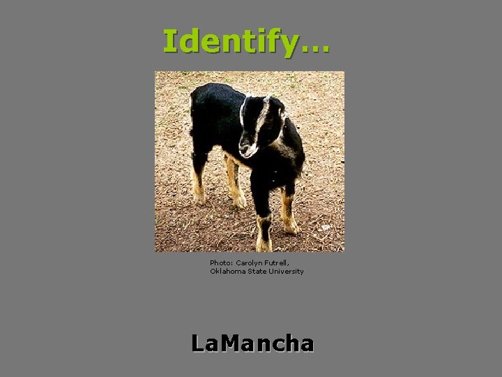 Identify… Photo: Carolyn Futrell, Oklahoma State University La. Mancha 