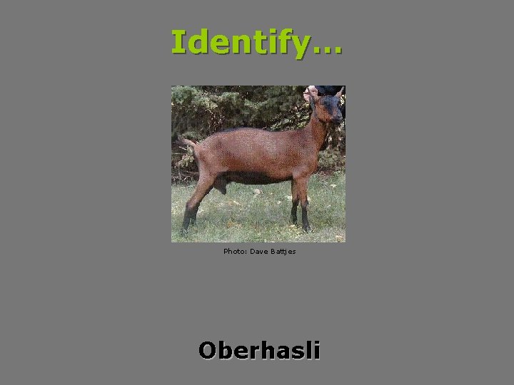 Identify… Photo: Dave Battjes Oberhasli 