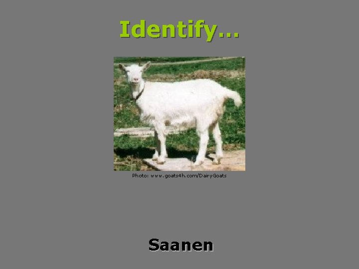 Identify… Photo: www. goats 4 h. com/Dairy. Goats Saanen 
