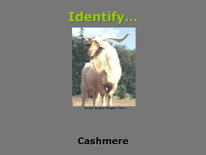 Identify… Photo: Breezy Meadow Farm Cashmere 