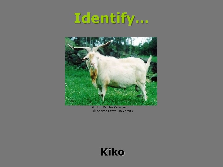 Identify… Photo: Dr. An Peischel, Oklahoma State University Kiko 