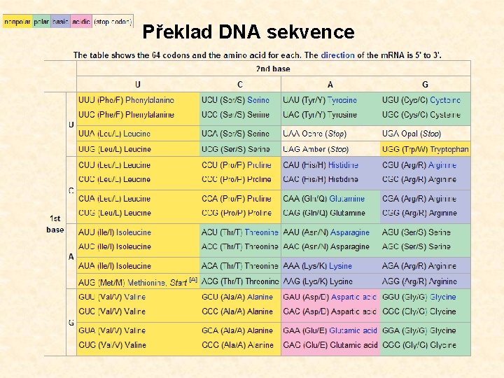 Překlad DNA sekvence 