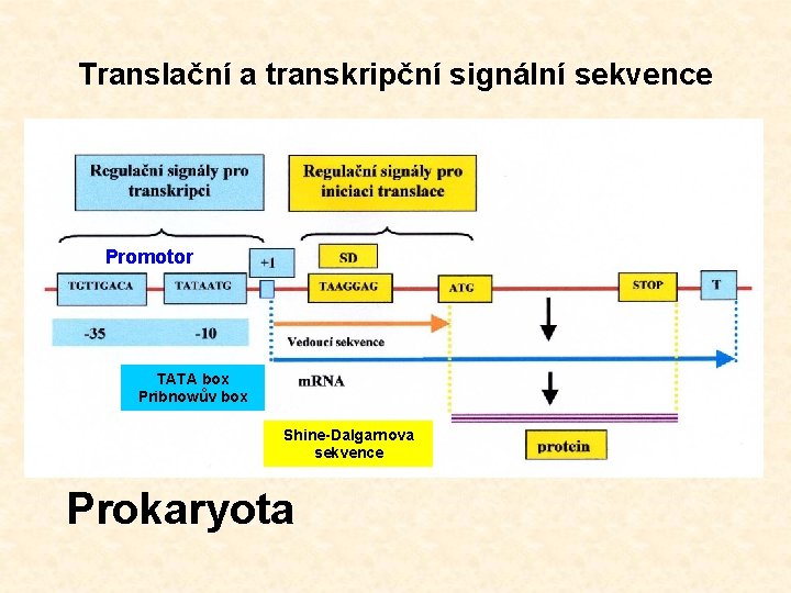 Translační a transkripční signální sekvence Promotor TATA box Pribnowův box Shine-Dalgarnova sekvence Prokaryota 