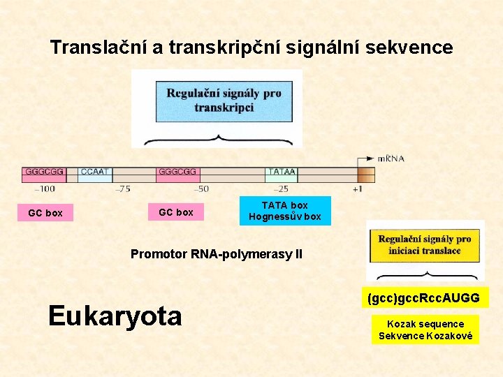 Translační a transkripční signální sekvence GC box TATA box Hognessův box Promotor RNA-polymerasy II