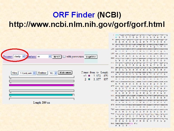 ORF Finder (NCBI) http: //www. ncbi. nlm. nih. gov/gorf. html 