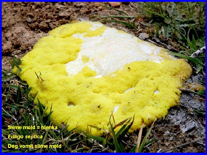 Slime mold = hlenka Fuligo septica Dog vomit slime mold 
