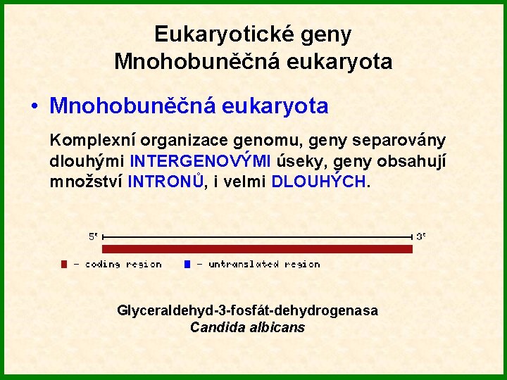 Eukaryotické geny Mnohobuněčná eukaryota • Mnohobuněčná eukaryota Komplexní organizace genomu, geny separovány dlouhými INTERGENOVÝMI