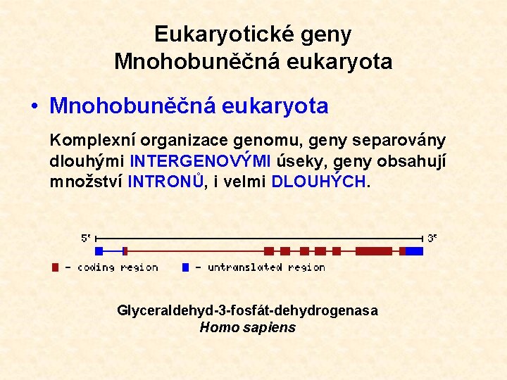 Eukaryotické geny Mnohobuněčná eukaryota • Mnohobuněčná eukaryota Komplexní organizace genomu, geny separovány dlouhými INTERGENOVÝMI