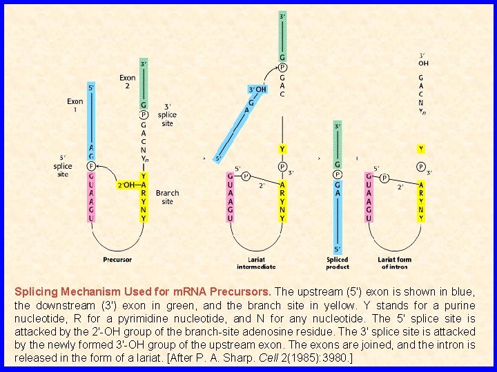 Splicing Mechanism Used for m. RNA Precursors. The upstream (5′) exon is shown in