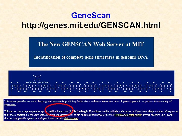 Gene. Scan http: //genes. mit. edu/GENSCAN. html 