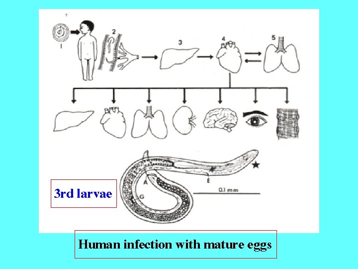 3 rd larvae Human infection with mature eggs 