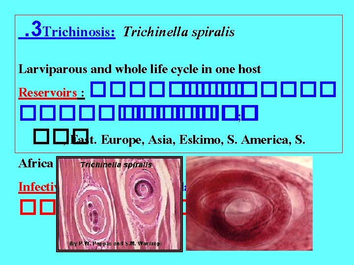 . 3 Trichinosis: Trichinella spiralis Larviparous and whole life cycle in one host Reservoirs