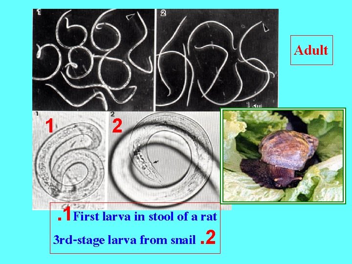 Adult 1 2 . 1 First larva in stool of a rat 3 rd-stage