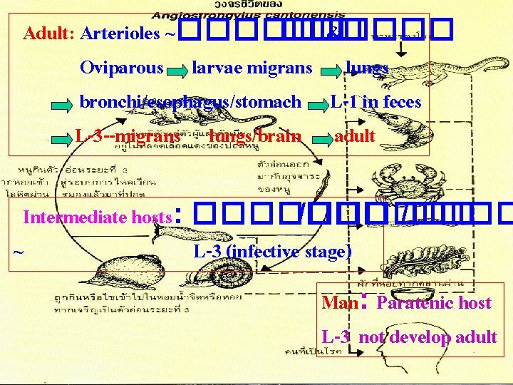 Adult: Arterioles ~������ &���� Oviparous larvae migrans lungs bronchi/esophagus/stomach L-1 in feces L-3 --migrans