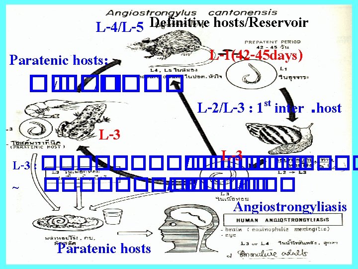 L-4/L-5 Definitive hosts/Reservoir L-1(42 -45 days) Paratenic hosts: �� /���� L-2/L-3 : 1 st