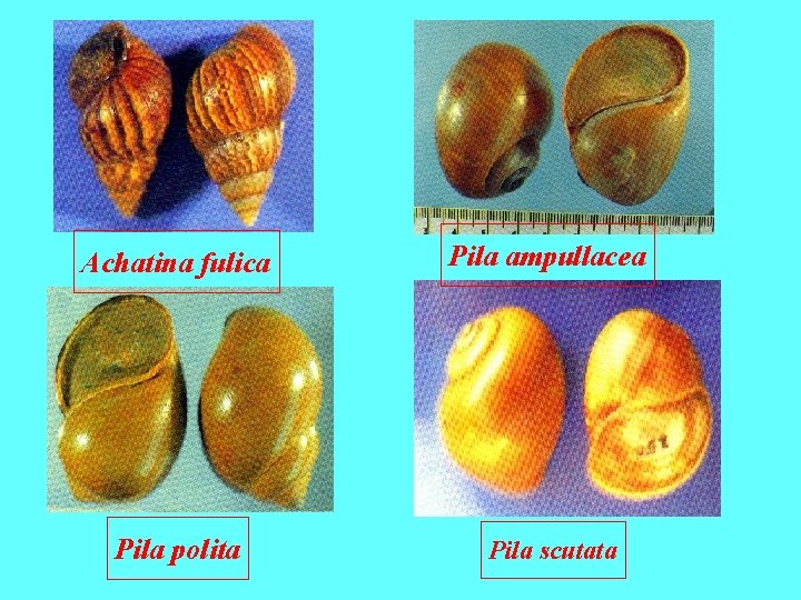 Achatina fulica Pila ampullacea Pila polita Pila scutata 