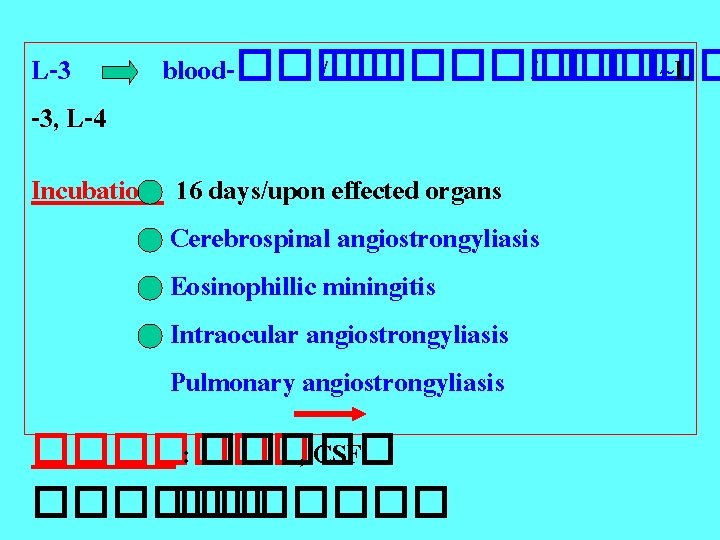 L-3 -3, L-4 blood-���� /����� ~L Incubation: 16 days/upon effected organs Cerebrospinal angiostrongyliasis Eosinophillic