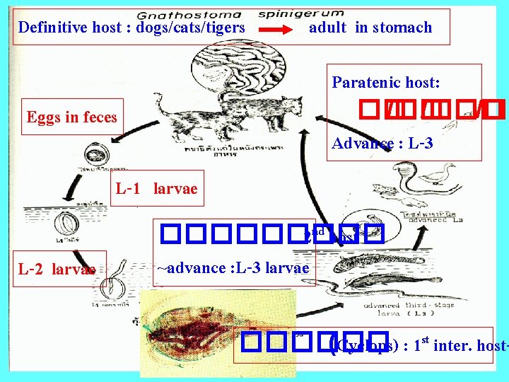 Definitive host : dogs/cats/tigers adult in stomach Paratenic host: �� /��� /�� Advance :